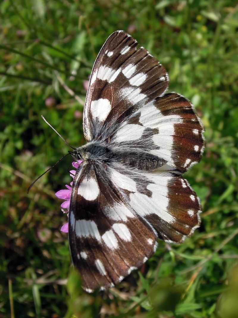 Melanargia galathea f. leucomelas